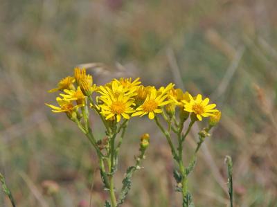 Прикрепленное изображение: IMGP6585.jpg